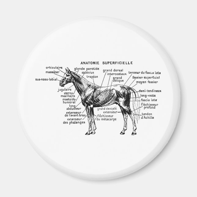 Horse Magnet (Front)
