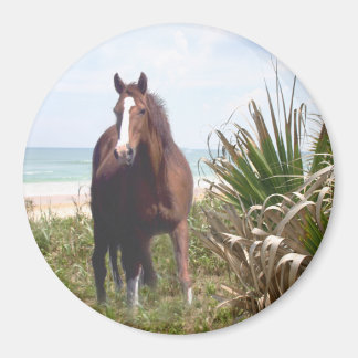 Horse Magnet Beach