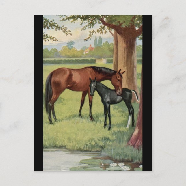 Horse Mare Foal Equestrian Vintage Image Postcard (Front)