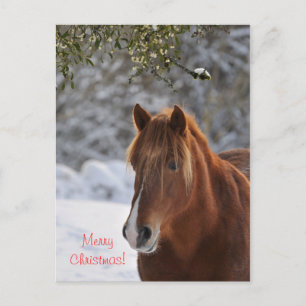 Horse & mistletoe Christmas postcard