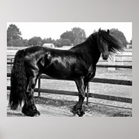 Horse modelling