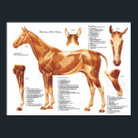 Horse Muscle Anatomy Chart<br><div class="desc">Labelled horse anatomy poster showing the muscular system. lateral view of the superficial muscles.</div>