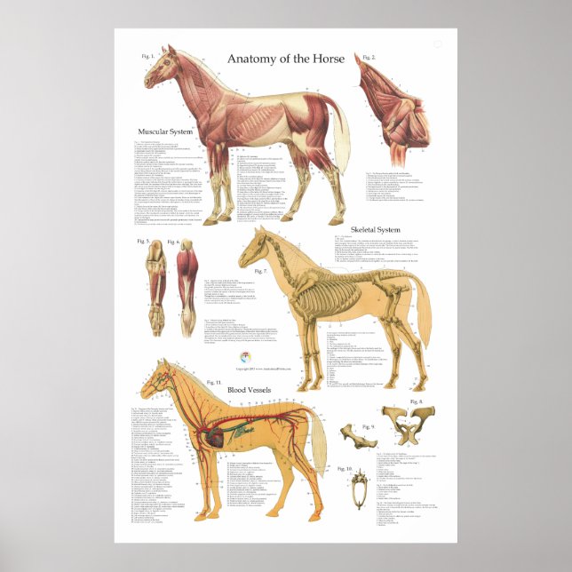Horse Muscle Skeletal Anatomy Veterinary Chart (Front)