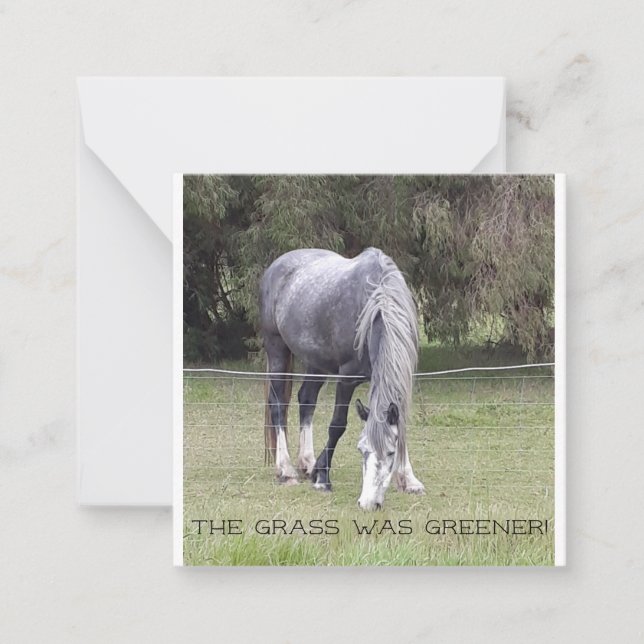 Horse 'n fence! postcard (Front)