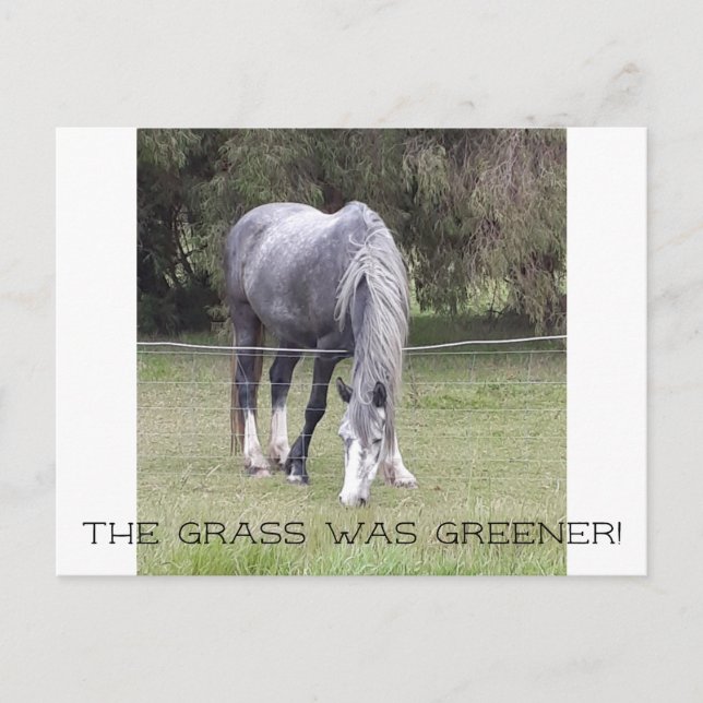 Horse 'n fence! postcard (Front)