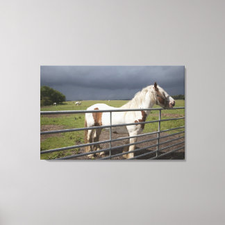 Horse near a fence canvas print