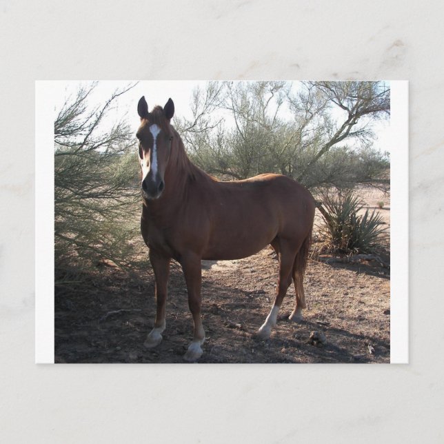 Horse near highway 89 postcard (Front)