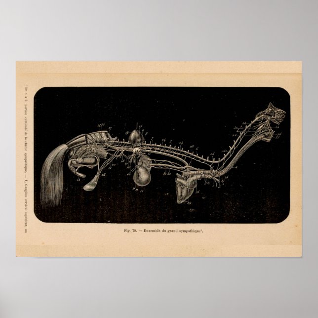 Horse Nerve Anatomy French Vintage Print (Front)