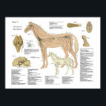 Horse Nervous System Anatomy Poster Chart<br><div class="desc">Horse nervous system anatomical chart labelled with descriptions. Cross section of brain and cranial nerves. Nerves of the tail and hoof.</div>