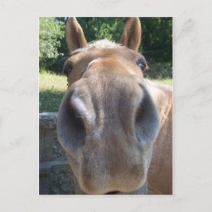 Horse Nose Postcard