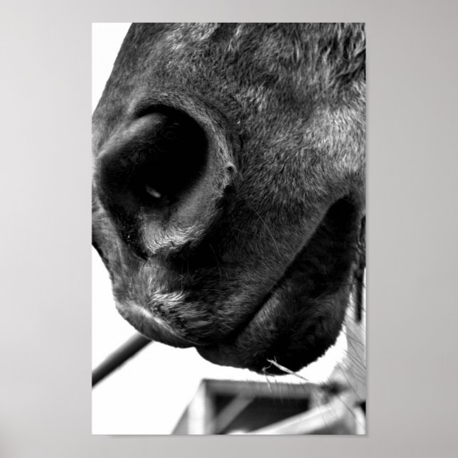 Horse nose poster (Front)