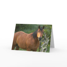 Horse Note Card