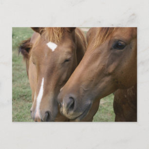 Horse Nuzzle Postcard