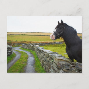 Horse on farm in rural England Postcard