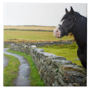 Horse on farm in rural England Tile