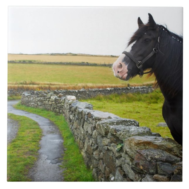 Horse on farm in rural England Tile (Front)