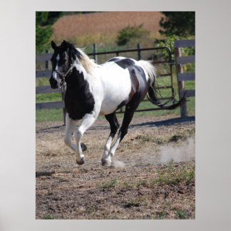 Horse/Paint Pinto Poster