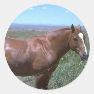 Horse Pasture Scene Classic Round Sticker