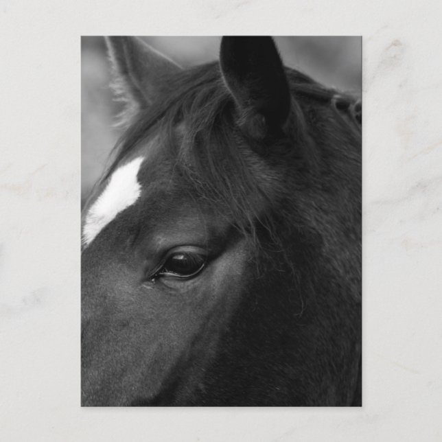 Horse pccna postcard (Front)