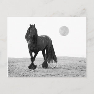 Horse perfect postcard