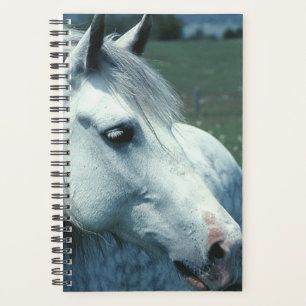 Horse Photo Equine Dappled Grey Flowered Pasture Planner