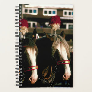 Horse Photo Equine Draught Horse Tandem Planner