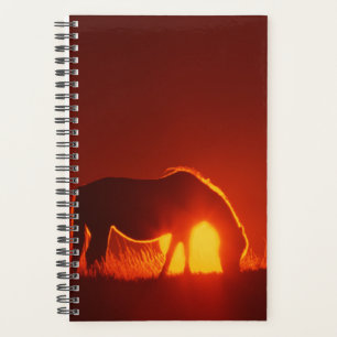 Horse Photo Equine Horse Red Sunset Planner