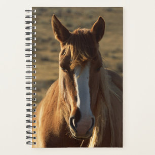 Horse Photo Equine Horse Western Background Planner