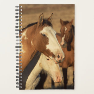 Horse Photo Equine Pinto Herd Planner