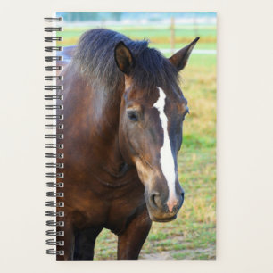 Horse Photo Equine Pretty Pasture Planner