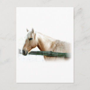 Horse Photo Postcard