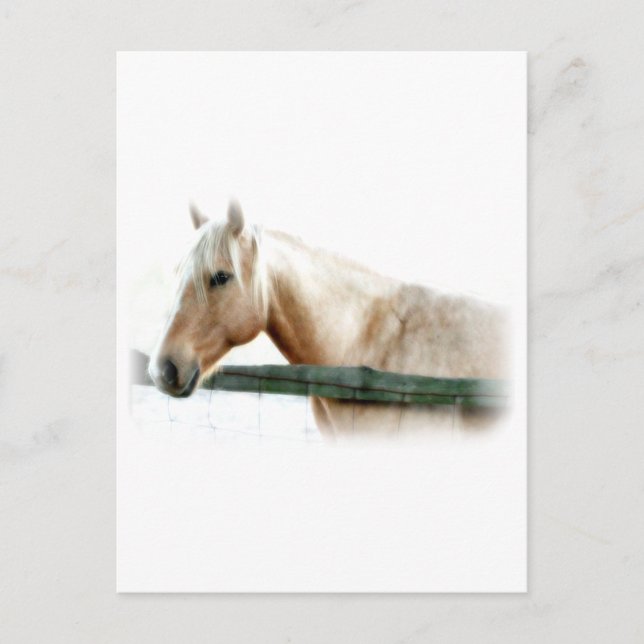Horse Photo Postcard (Front)