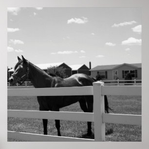 Horse Photo Poster