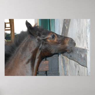Horse Photo Poster