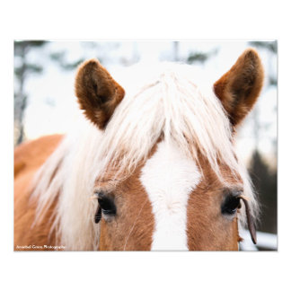 Horse Photo Print