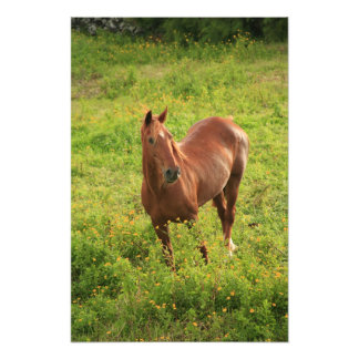 Horse Photo Print