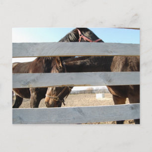 Horse Play Barn Horses Postcard