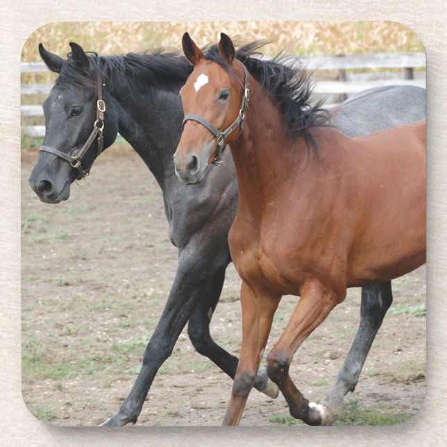 Horse Play Coaster (Front)