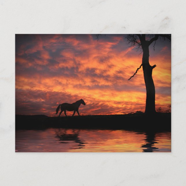 Horse Pond of Water in Sunset Beautiful Postcard (Front)