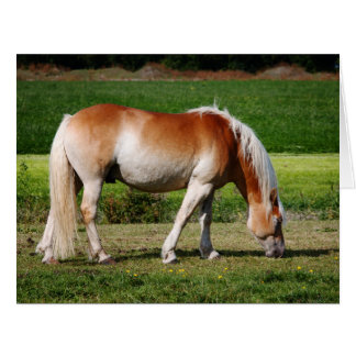Horse portrait