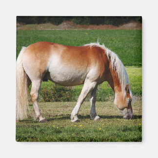 Horse portrait magnet