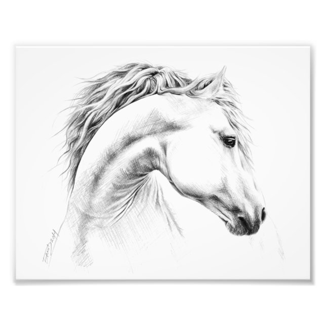 Horse portrait pencil drawing Equestrian art Photo Print (Front)