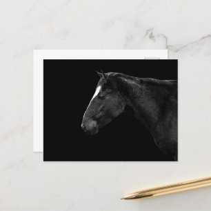 Horse portrait postcard