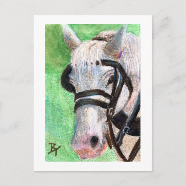 Horse Portrait Postcard (Front)