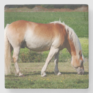 Horse portrait stone coaster