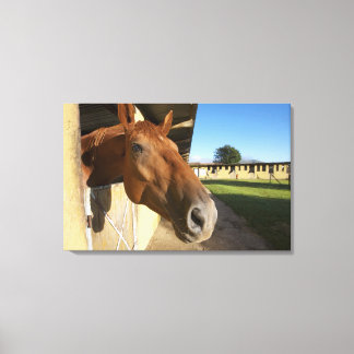 Horse portrait, Swaziland, South Africa Canvas Print