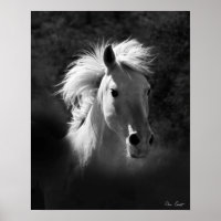 Horse Portrait V
