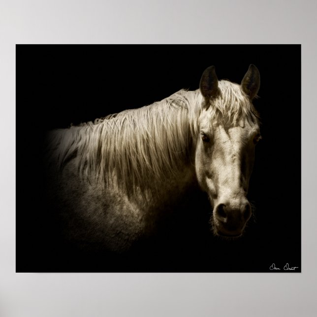 Horse Portrait VI Poster (Front)
