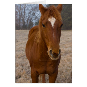 Horse pose