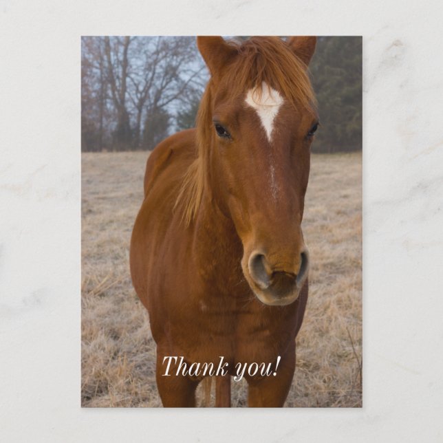Horse Pose Thank You Postcard (Front)